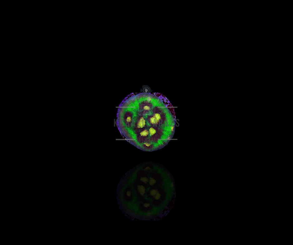 Echinophyllia rainbow